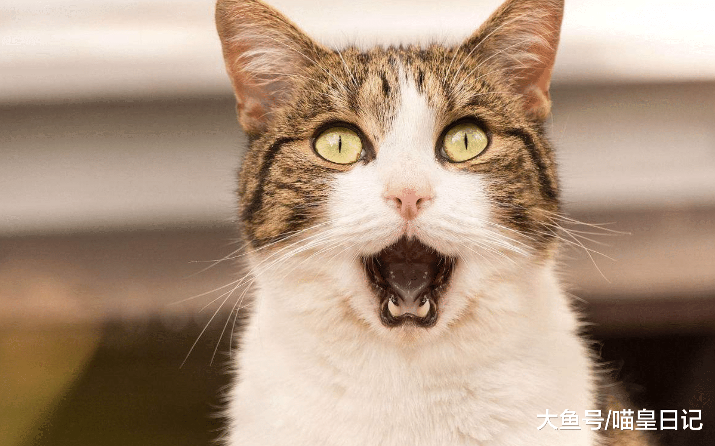 作为一名铲屎官, 和大家分享一下我平时都是如何打扫家中卫生的?