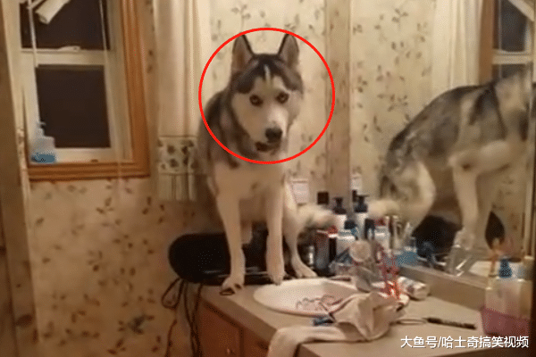 二哈深夜跑进卫生间, 听到怪声后主人去看, 这狗还能要吗?