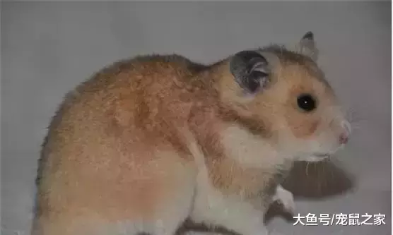 一文带你走进仓鼠世界: 仓鼠种类之叙利亚仓鼠(上)