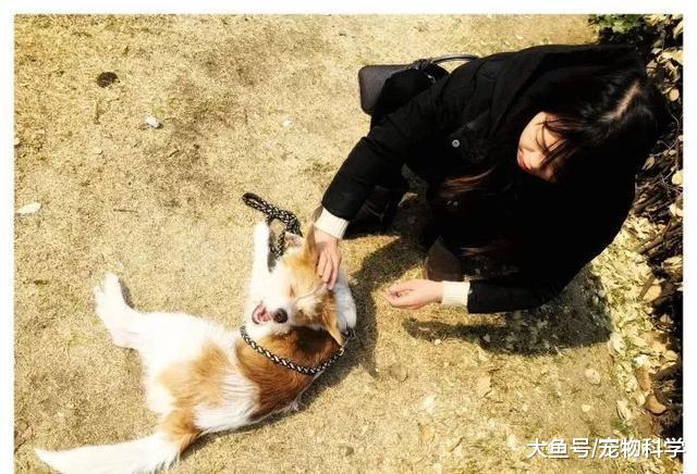 既然养了, 就要负责, 不要抛弃它们
