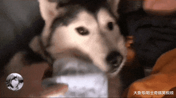 二哈被冷落后, 为了引起主人注意, 没想到它演了一出好戏