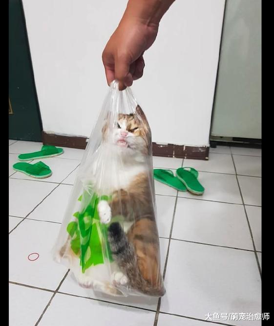 猫咪总喜欢钻到塑料袋里, 于是网友顺势一提, 它被挤成猪鼻子了!