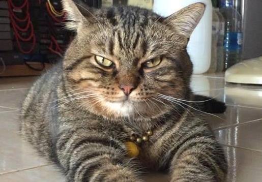 亲自把小猫送去绝育, 做完后整天拿屁股对着我, 小鱼干都不好使了