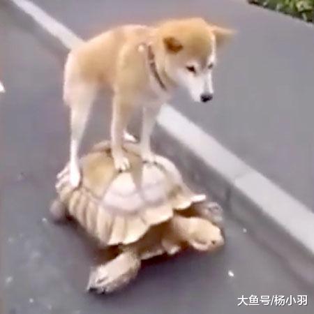 网友发现新来的小柴犬经常趴猫身上, 朋友的解释让人笑喷: 随它娘