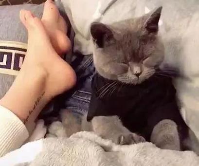 主人强行给蓝猫洗澡, 蓝猫洗完后闷闷不乐, 表情把主人吓哭