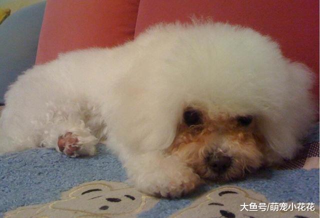 饲养泰迪犬, 要面对的6大“苦恼”, 你能接受几个?