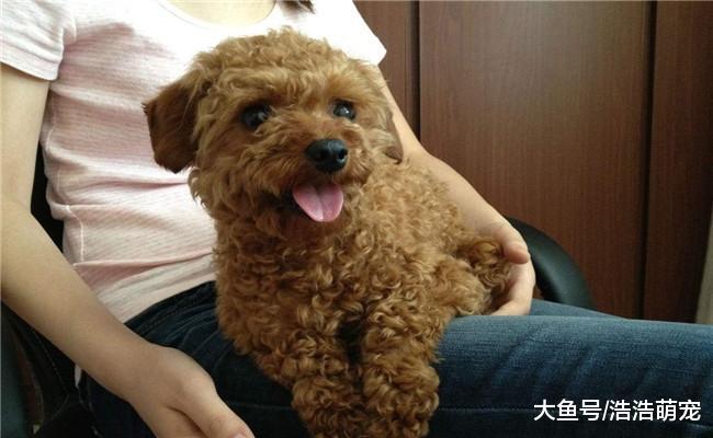 如果泰迪有下面5种表现, 说明它没把你放眼里, 它只是把你当小弟