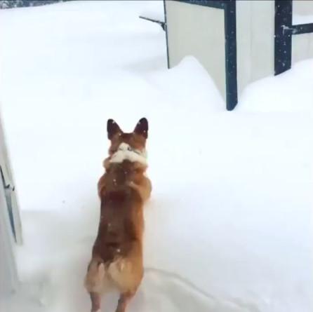 小短腿柯基想玩雪, 一冲出去头都看不到了, 网友: 都是腿短惹的祸
