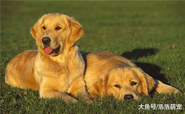 家里有宝宝的适合养下面4种狗狗, 第四种能让孩子快乐