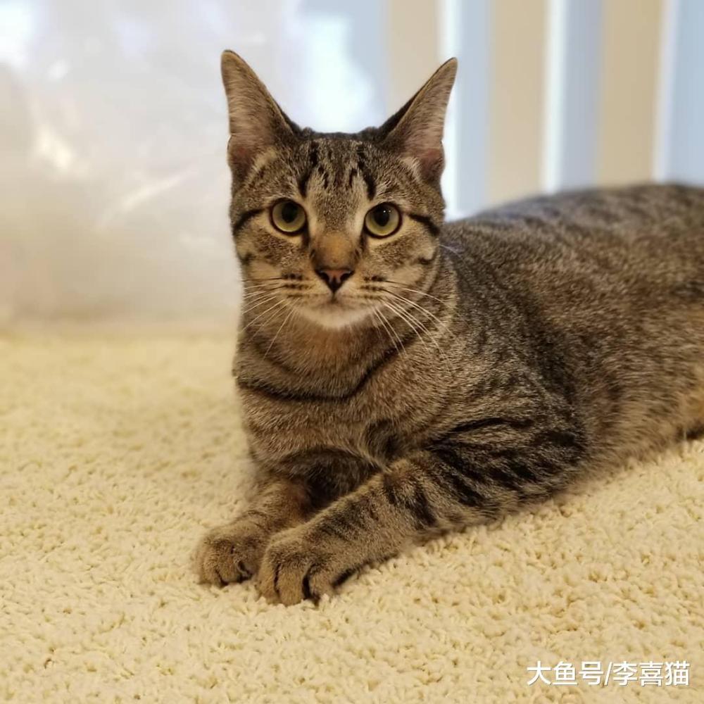 想让猫咪不祸害地毯, 铲屎官就要给猫咪提供更多可以选择的目标!