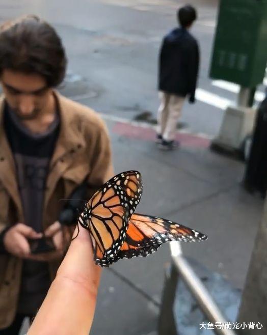 蝴蝶与帅哥的邂逅剧情, 相遇相伴仅四天!