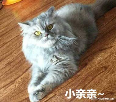 女子买了一只猫, 卖家说是“世界最大”猫咪, 长大后主人看傻眼!