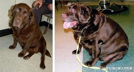 养拉布拉多的痛, 只有养过的人才知道! 网友: 太坑了!