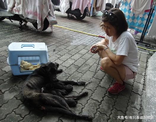 酗酒饲主在狗妈妈面前摔死幼犬, 狗妈妈对宝宝的举动让人瞬间泪目