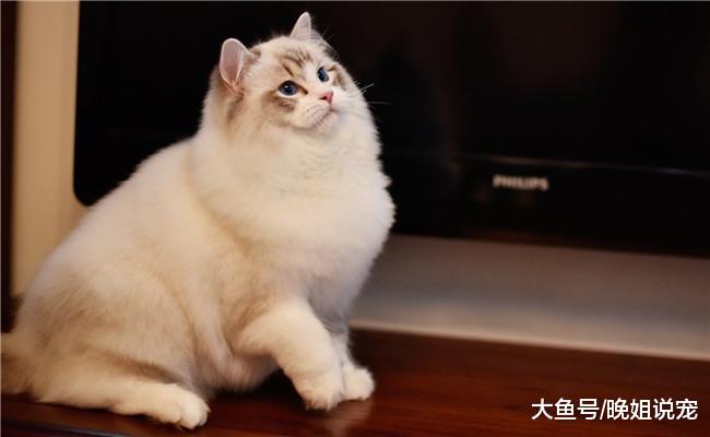 有5种猫咪出现在你家门口, 你会带哪只回家? 很多人选第三个