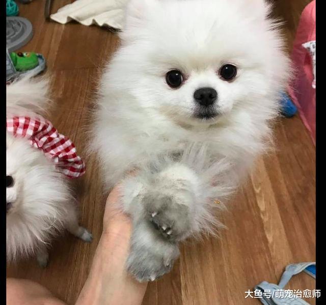 男主人带两只博美去玩, 回来后爪子都变成脏兮兮的, 挖煤去了吗?