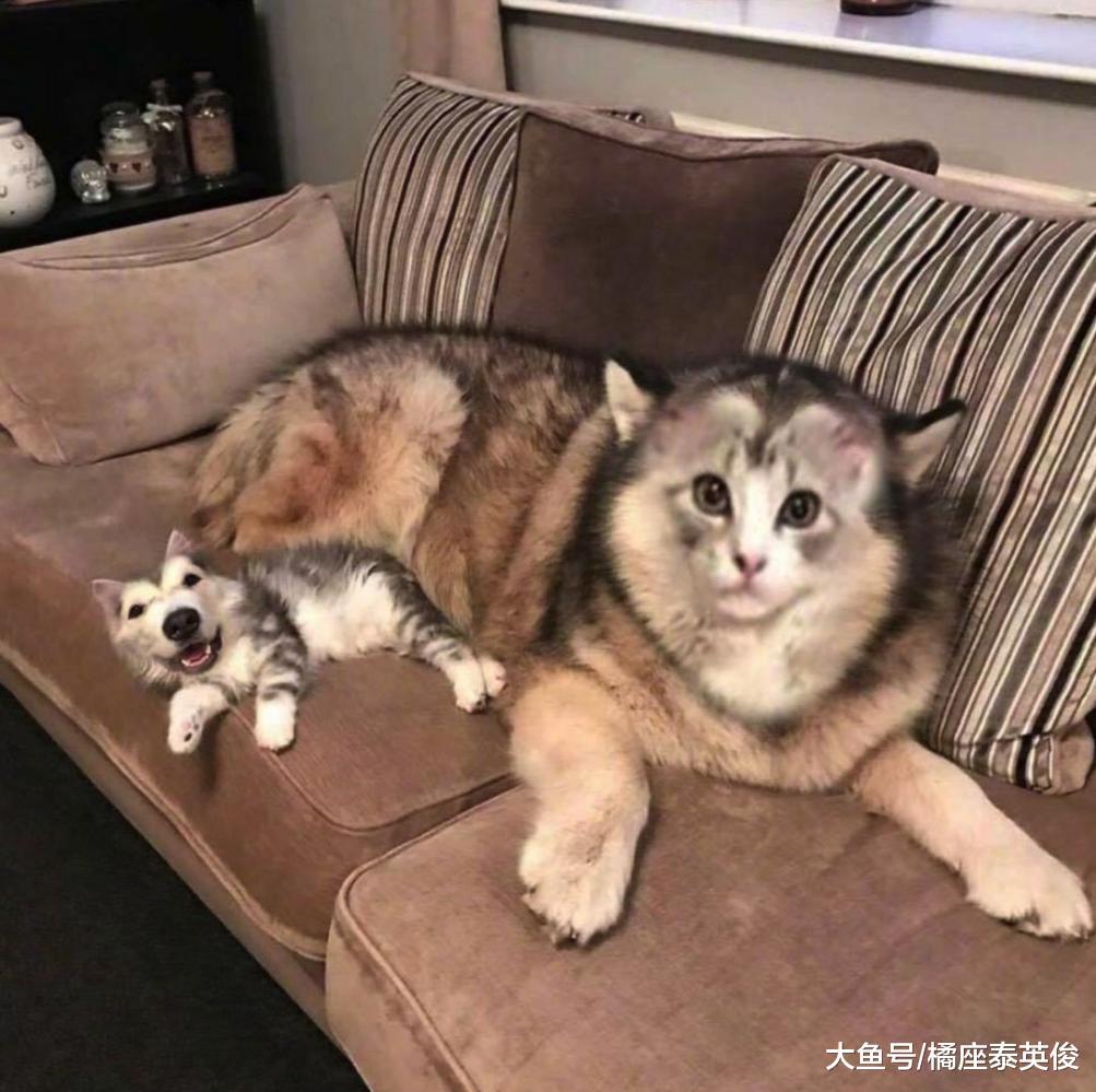 当猫狗换脸之后, 会有什么样的化学反应? 脸型决定一切!