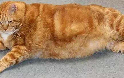 铲屎官嫌弃橘猫太胖, 不肯抱橘猫, 橘猫委屈的小表情亮了