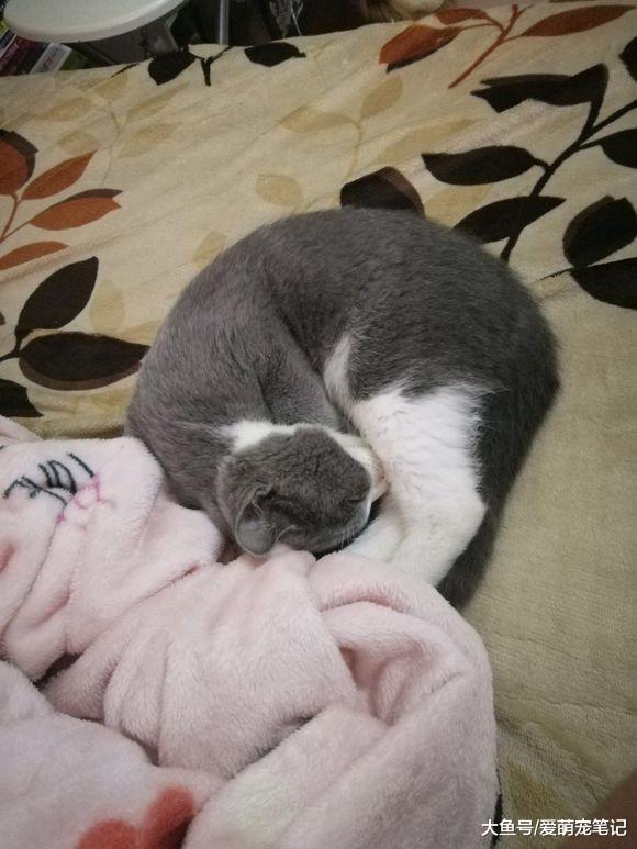 买回来一只蓝猫给原住民作伴, 喂养不到半个月时间, 噩梦就开始了