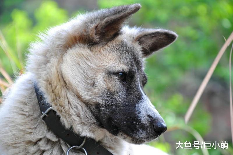 无论狗狗做错了什么, 千万不要打它这个5个位置, 用力过大会死狗