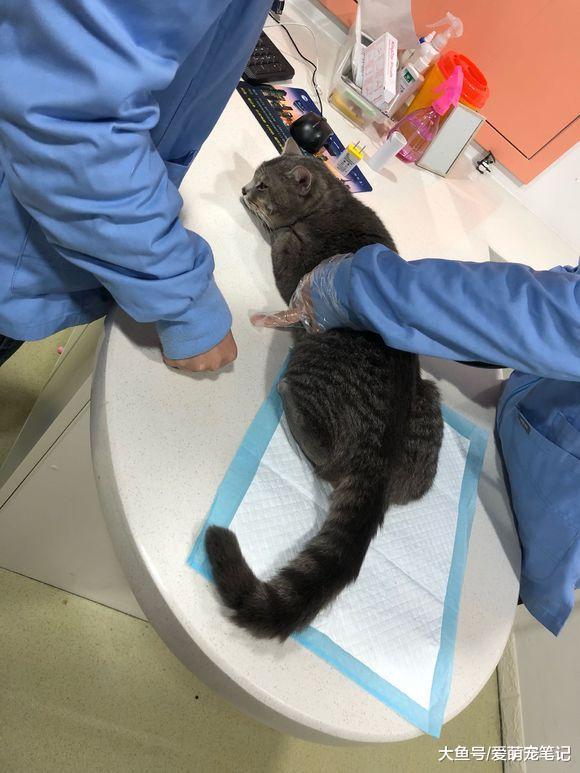 陪伴三年的狸花猫突然间病危, 两天后就去世了, 主人为此自责不已