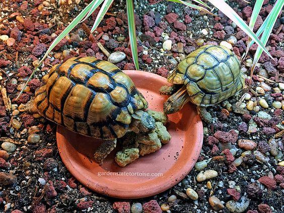 这种公认的入门陆龟, 养起来好费钱