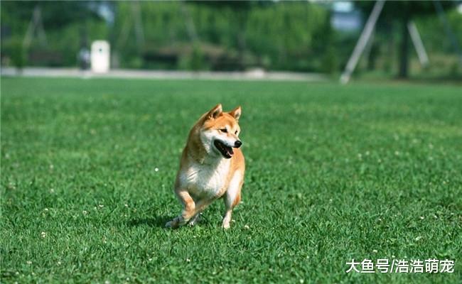 不管颜值多高, 只要狗狗有这5个习惯, 就没人喜欢它