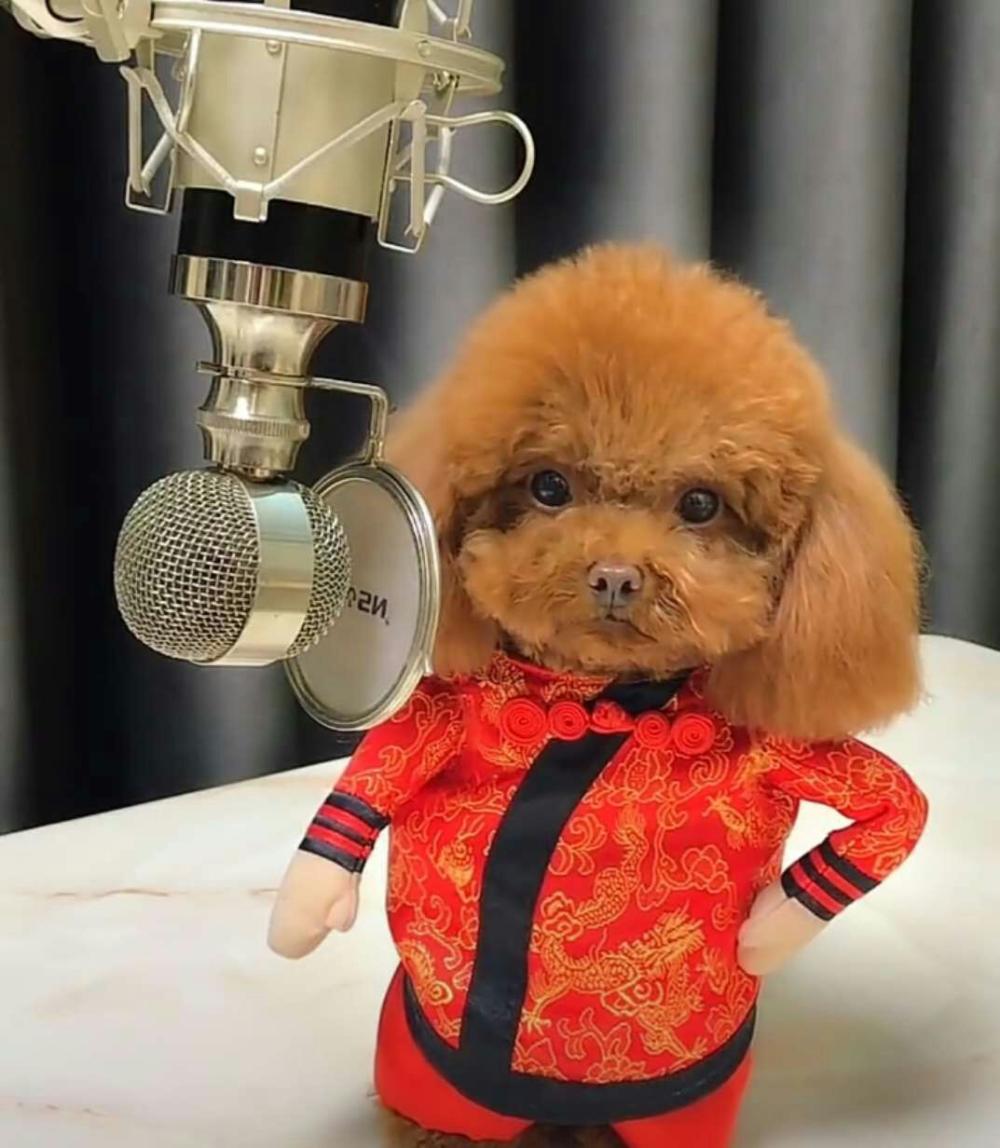 给小泰迪弄了件喜庆的衣裳, 小泰迪穿上之后自信心爆棚