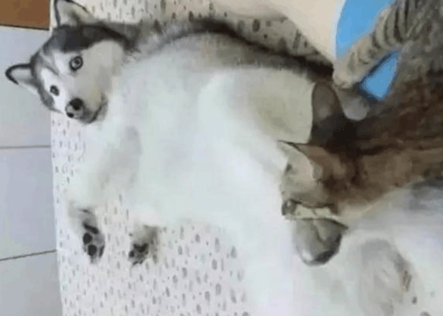 流浪猫腹部有伤, 哈士奇当贴心“护士姐姐”, 不久后它却失落了