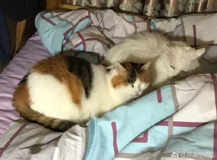 一到冬天, 这铲屎官的床上就容易长猫