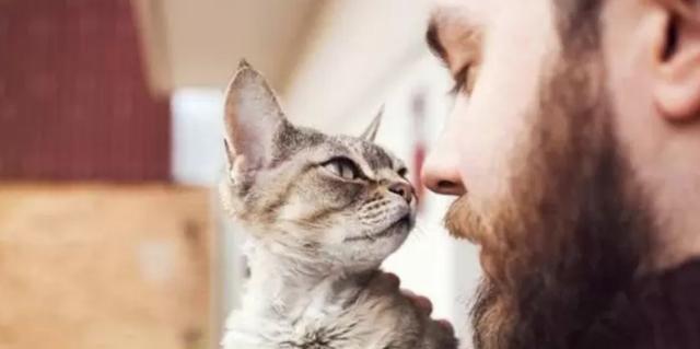 关于猫咪的大脑, 你知道的有多少?