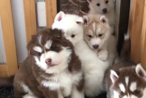 小阿拉在公园遛弯玩得正欢, 听到要回家不乐意了, 坐在地上不起来