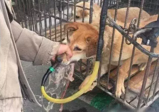 黑心狗贩子! 为了多赚几百元, 给狗狗灌水灌到吐血!
