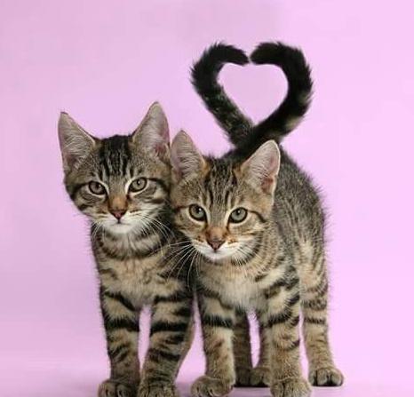 喵星人的花式笔芯, 你的圣诞礼物到了, 请查收!