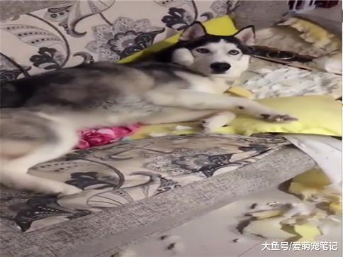 哈士奇在自己生日当天, 把家里的沙发拆了, 主人: 咱们秋后算账!