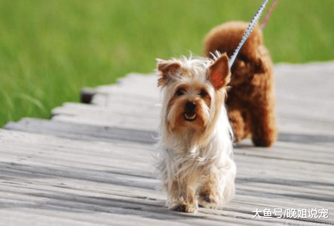 狗狗出门总“攻击”陌生人怎么办? 学会3种方法, 让它立刻松嘴
