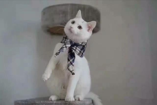 小白猫被弃养后患上抑郁症, 被暖心姑娘收养后, 猫咪体重翻番!