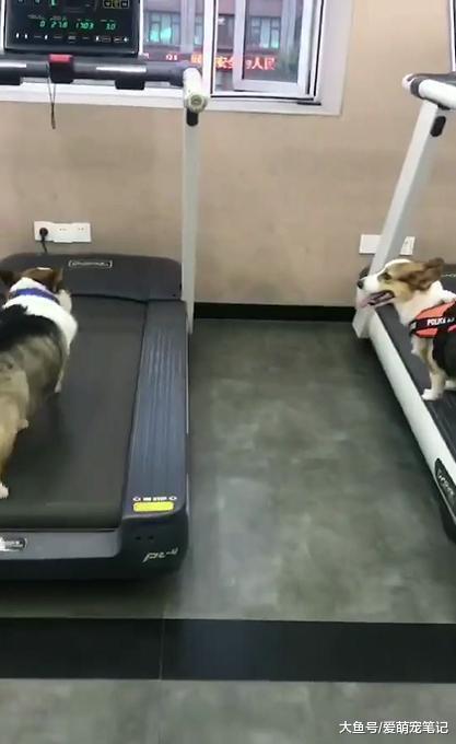 带两只柯基去健身房锻炼, 其中一只刚开始就敷衍, 网友: 好机智啊
