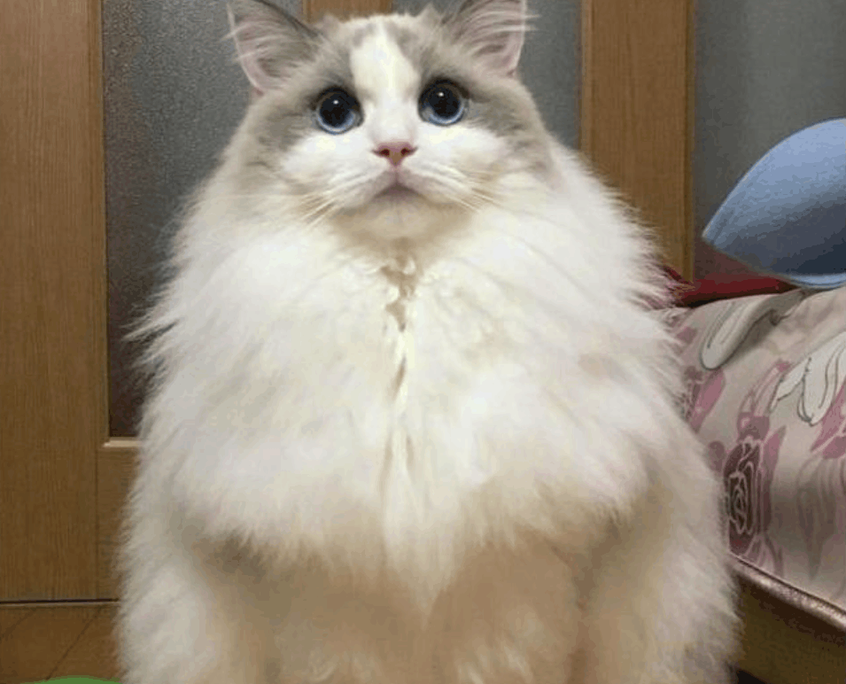 主人对比猫咪两个季节的照片, 冬天的这个版本, 让人看出土豪感!