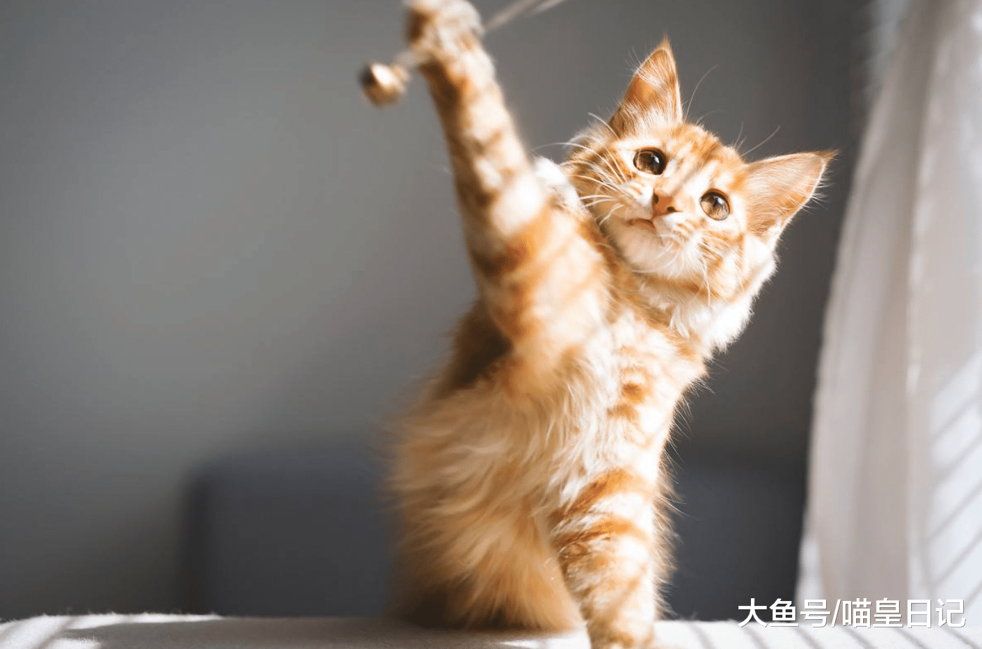 作为一名铲屎官, 和大家分享一下我平时都是如何打扫家中卫生的?