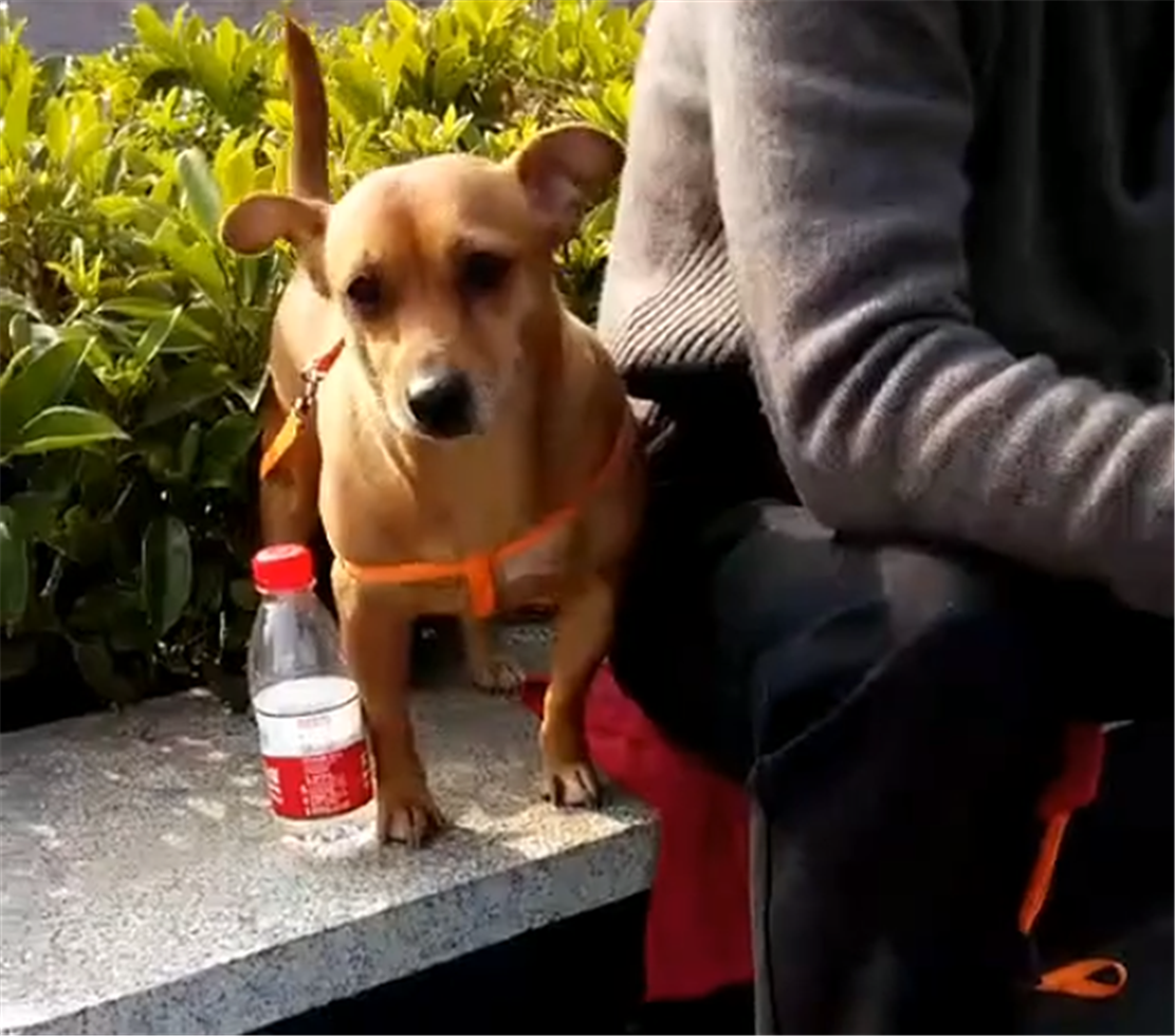 肥狗太胖, 被老妈抱上甩脂机减肥, 狗: 晃得我肝儿颤……