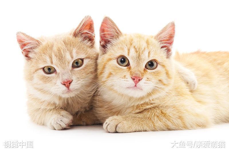 猫咪10余年的喵生, 在你铲屎官生涯中扮演着什么样的角色?