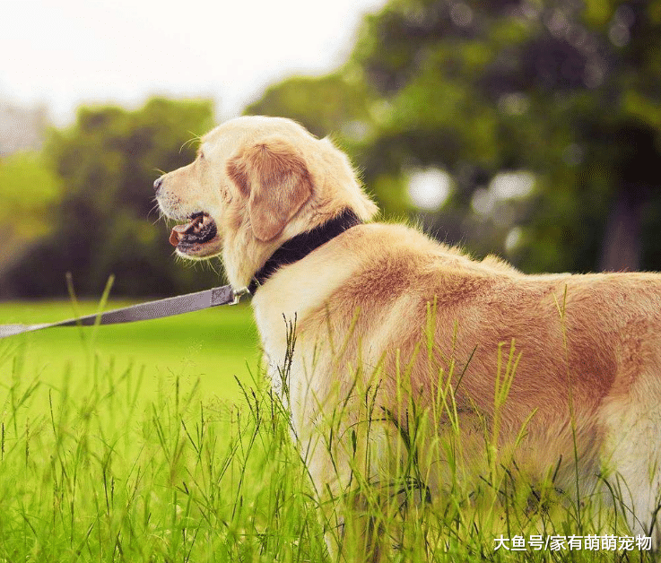 狗狗也会“叛逆”, 若有这5种表现, 说明它不想对你臣服!