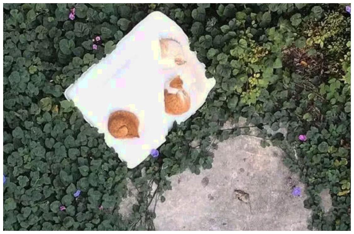 女孩晒的被子被风吹地上, 猫咪们把它当魔毯, 过上了小幸运的一天