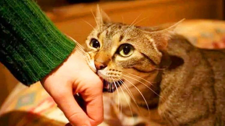 猫咪不能缺这些东西, 你家的中招了吗?