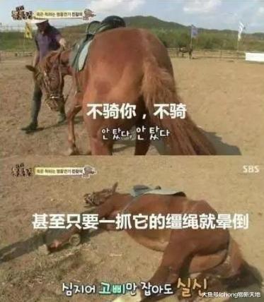 一匹充满心机的马, 当你骑上它就立马倒地装死, 只是为了偷懒