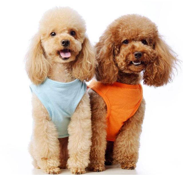 养狗小知识: 蛋黄对泰迪来说可是补品!