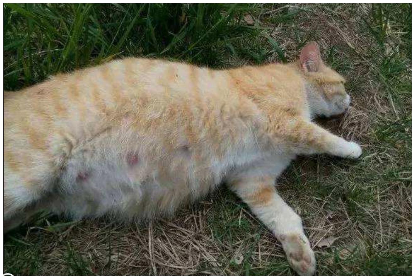 猫咪挺着个大肚子, 就是不生小猫, 兽医一席话让主人面红耳赤