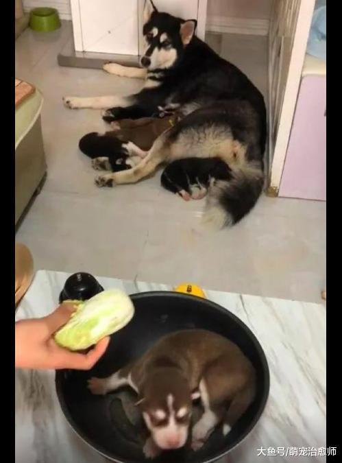 主人把小二哈放进锅, 哈士奇妈看后叼了瓶耗油送来, 还是亲妈吗?