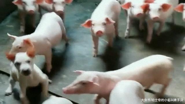 这条狗混进猪圈差点没认出来, 你们来看看这狗像不像猪?